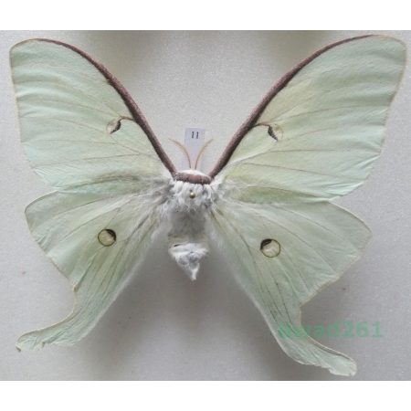 Actias luna (Linnaeus, 1758) female ex. ovo USA 92mm11